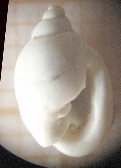 Sulle Ringicule !